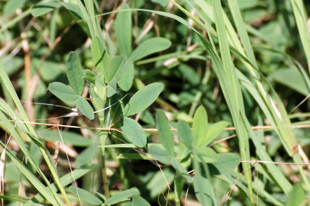 Trifolium rubens